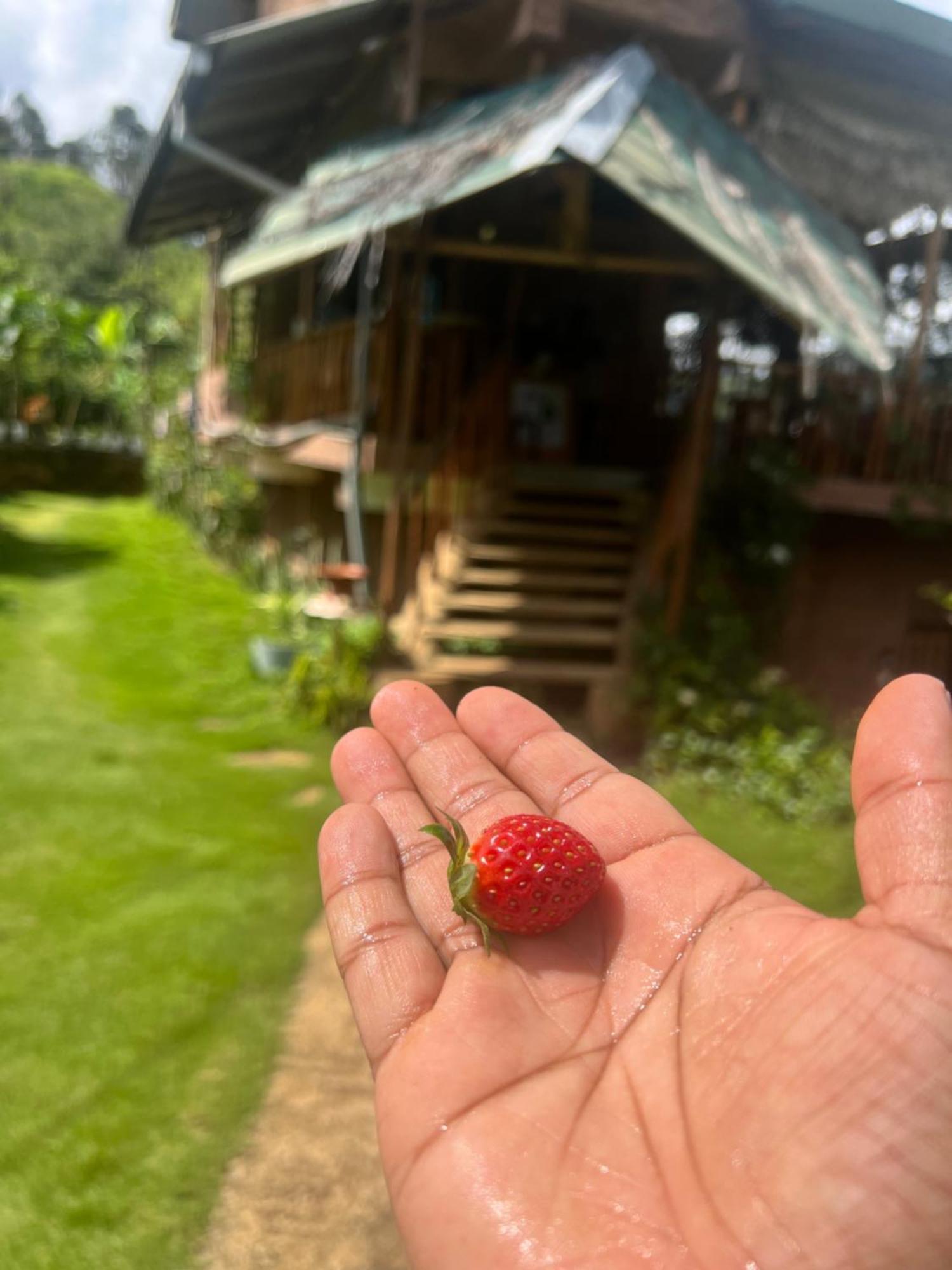 Ella Rock Grun Cottage Dış mekan fotoğraf